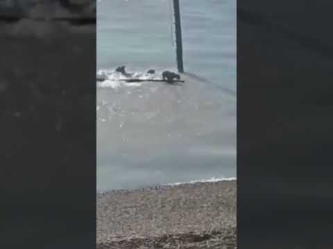 ¡PUMA SE LANZA AL MAR Y SALE! ASOMBRO EN PUERTO SANTA CRUZ 🌊🐆   ¡