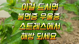 불면증 우울증 스트레스에서 이약초로 해방되어 보세요
