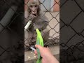 Funny Angry Monkey