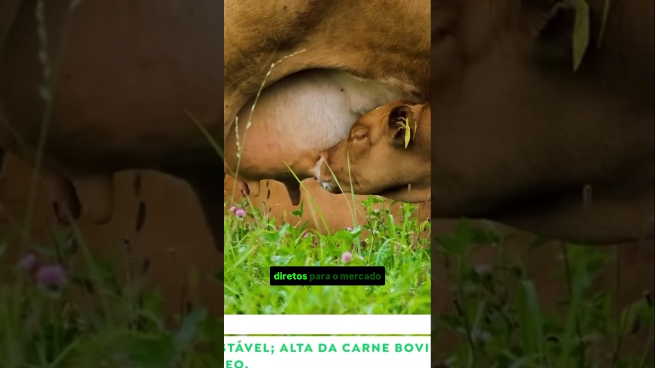 Leite spot fica estável; alta da carne bovina nos EUA pode mexer no mercado lácteo