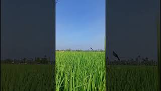 Download lagu Sawah Hijau Pemandangan Indah mp3