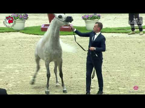 N 221 Abha Ejar   Sharjah International Arabian Horse Festival 2023   Stallions 4 to 6 Yrs  Old Sect