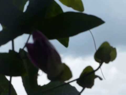 Yiannis Markopoulos - Ymnoi Tis Orthodoxias - Apolitikio Pentikostis - 30-01-2015