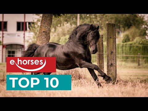 Top 10 Friesen