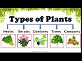 The Best 17 Different Types Of Plants For Kindergarten