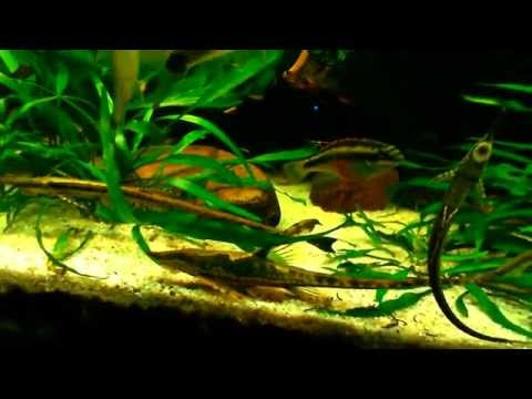 450l Aquarium - Amazonas - Südamerikaner