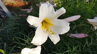 Growing Lilies from seed (Trumpet Lilium Regale)