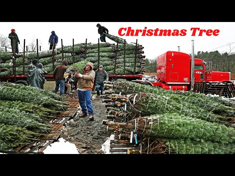 Christmas Tree Farm -  How is Farming and Harvesting Christmas Trees - Growing Christmas Trees