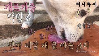 Dog Eating Honey [Sound Dogs Love]