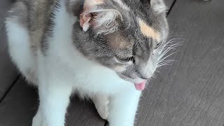 Cats Are Liquid: ALitS (World 7)