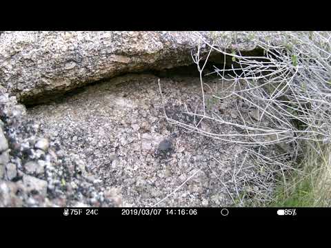 Gila Monsters at Home