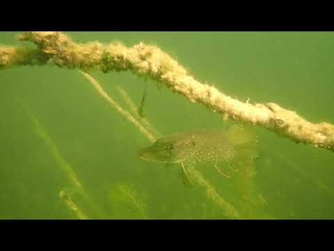 Tauchrevier Deutschland