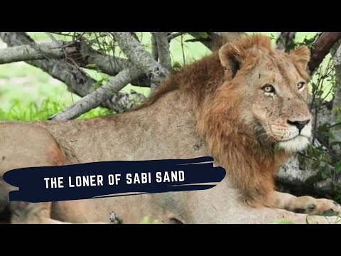 NKUHUMA MALE LION DOCUMENTARY - THE LONER OF SABI SAND - SON OF THE BIRMINGHAM MALE LIONS