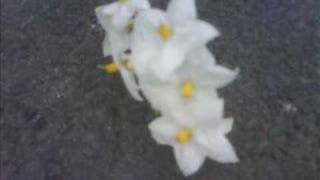 Mates of state - California