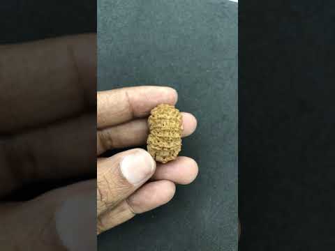 14 Mukhi Nepal Rudraksha