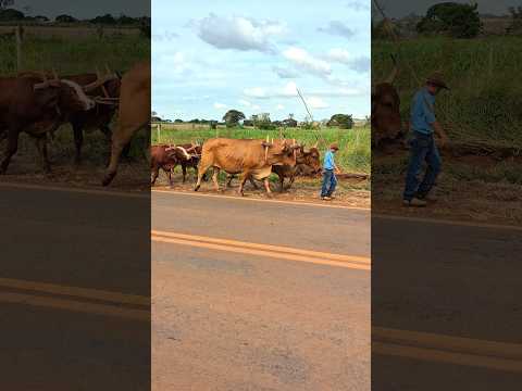 Tradição em Minas Gerais: Matutina