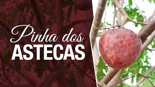Miniatura do vídeo