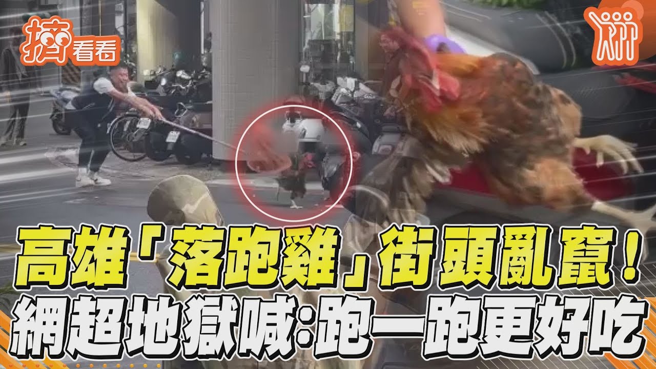 影音/高雄「落跑雞」街頭亂竄! 網超地獄喊:跑一跑更好吃