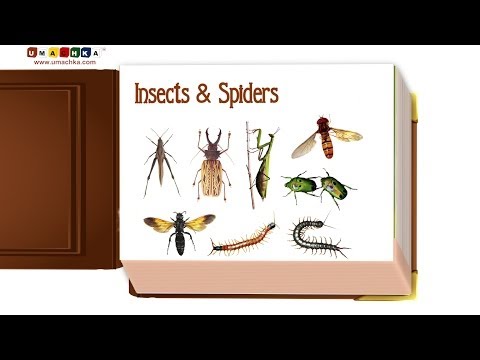 Infant Early Learning Educational Video: Insects & Spiders