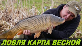Карповая рыбалка ранней весной с николаевым