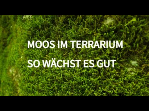 MOOSE IM TERRARIUM