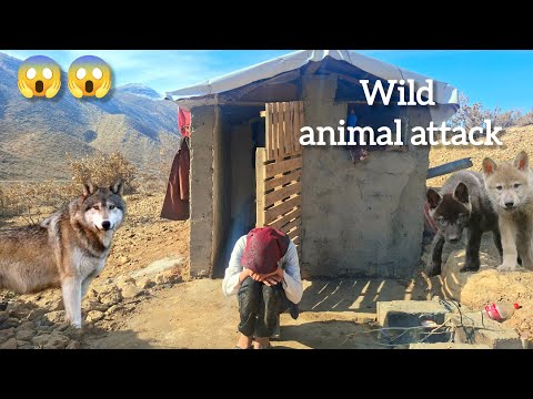 The scariest forest: Wild animals attack a lonely 13-year-old girl