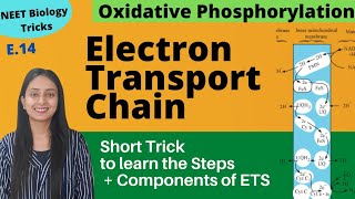 Super Easy way to Learn Electron Transport Chain | Short Trick | NEET Biology