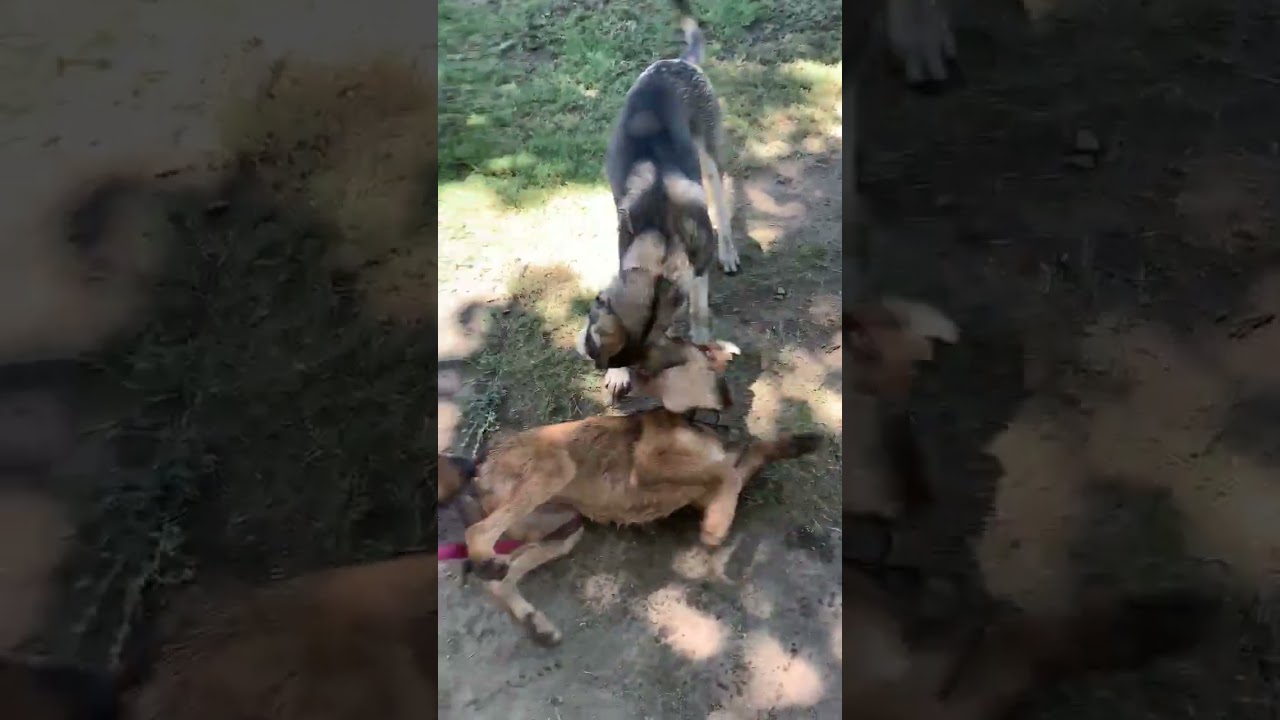 Enlarge Mariane Thornberry, a Adoptable Pit Bull Terrier in Fresno, CA video 6/6