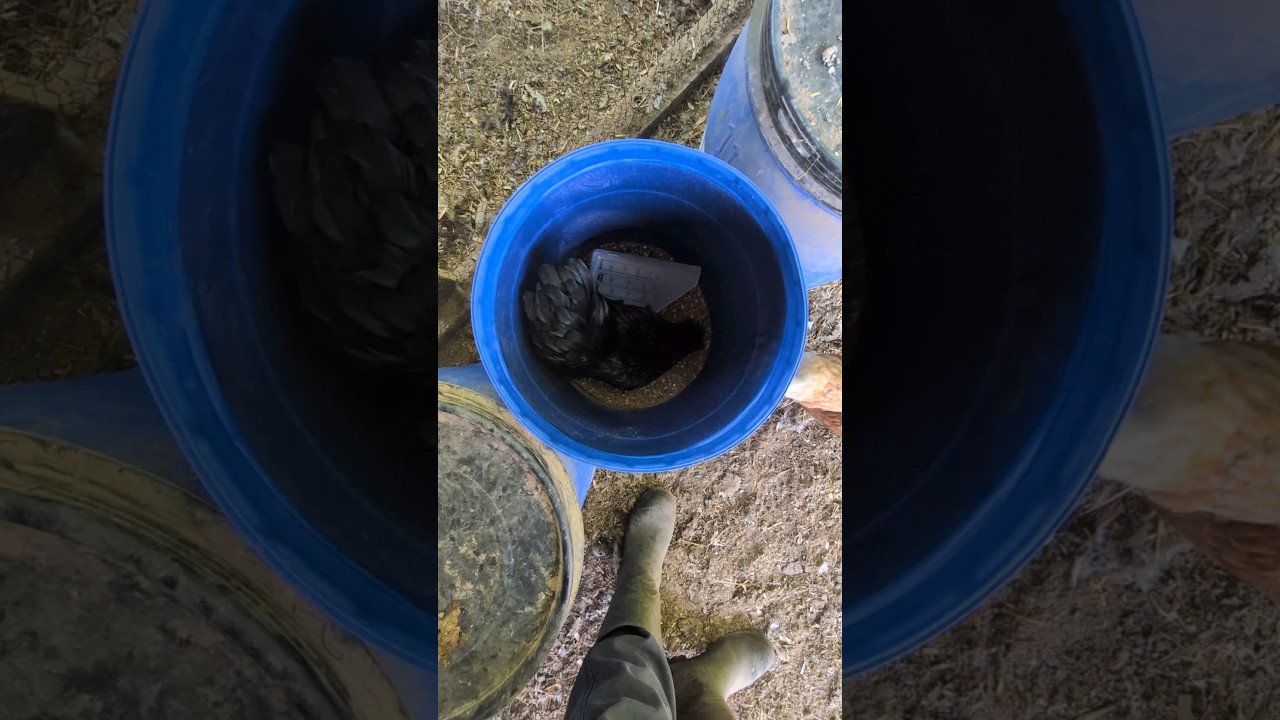 What's Inside The Chicken Food Barrel?