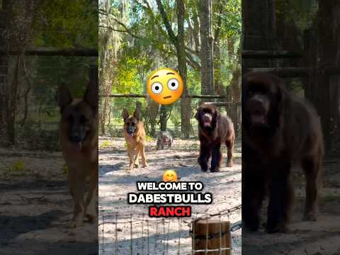 American Tactical Bulldog Review (2022 American Tactical Shotgun Review)