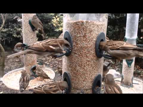 Busy feeders this morning then nothing for the rest of the day.