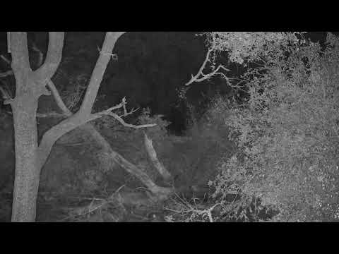 Djuma: Leopard-Molwati male gets up and saws - 18:51 - 11/16/21