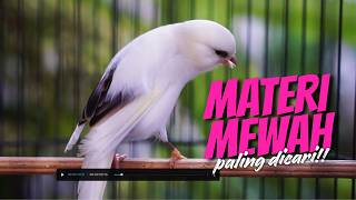 Download lagu Sekali Dengar Paasti Masuk! Masteran Kenari Isian Blackthroat Gacor Durasi Panjang Cengkok Mewah mp3