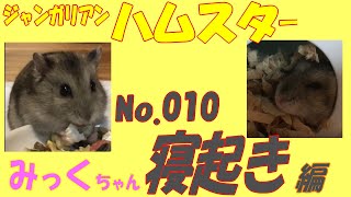 ハムスター 寝起き