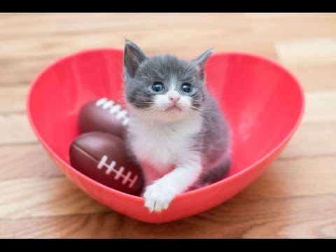 Meet Small Fry, The Tiniest Kitten