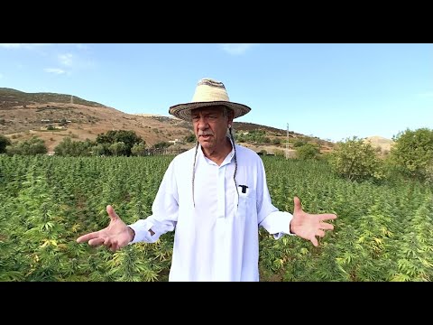 Moroccan Strains with Steve DeAngelo