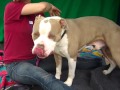 A4699111 Pete