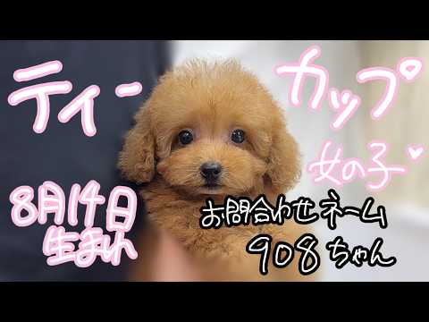 YouTube動画のサムネイル