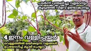 Long Beans Growing Malayalam | Valli Payar Krishi Reethikal Malayalam|Yard Long Beans Farming|Payar