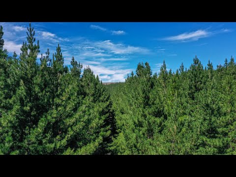 Why choose NSW timber?