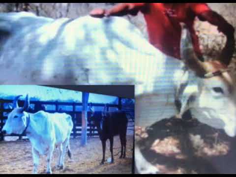 Toada do Boi Sarapó