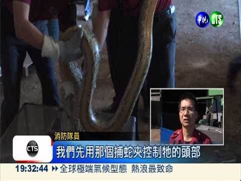 熱到快抓狂! 蟒蛇躲冰櫃"避暑"