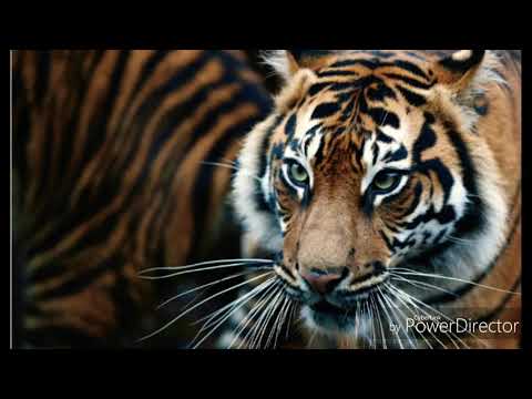 Rapu Korona freestyle 7