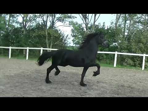 Stal Okkema's Gosse - Julius x Wikke - 2018 - stallion