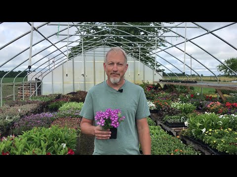 Grow Together: Tips for Growing Verbena