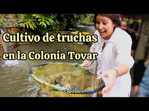 #CULTIVO DE TRUCHAS EN LA COLONIA TOVAR.