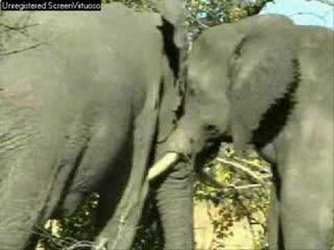 WildEarth Djuma Elephant Dominance Display 6-24-07
