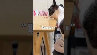 どうしても取れないフレブル