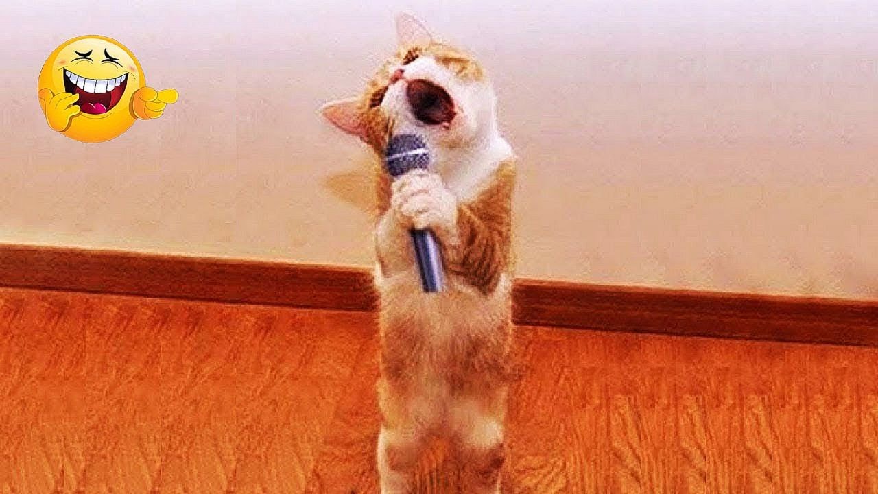 Funny and cute CATS 🐱Videos🔶 Сompilation 2024 #part 31