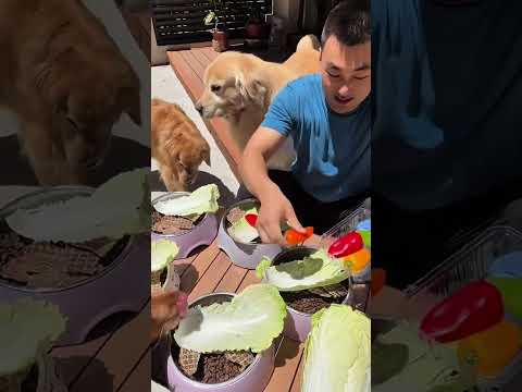 So organized Dogs 😍😘♥️ #dog #pets #doglife #goldenretriever